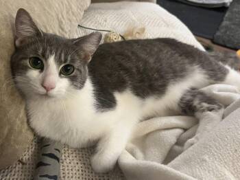 Domestic Short Hair Cats Available for Adoption in Cleveland, Ohio - KIKO | PetCurious