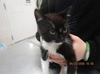 Domestic Short Hair Cats Available for Adoption in Marietta, Georgia - (614) | PetCurious