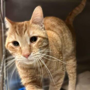 Domestic Short Hair Cats Available for Adoption - Little Picnic Basket | PetCurious