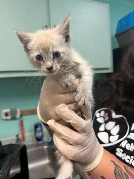 SLATER -  Domestic Short Hair Cat Available for Adoption in Fort Walton Beach, Florida - SLATER | PetCurious