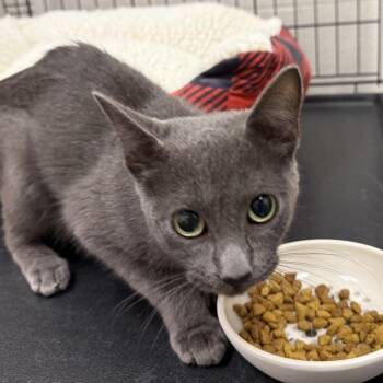 Jamie Park -  Domestic Short Hair Cat for Adoption in Evanston, Illinois - Jamie Park | PetCurious