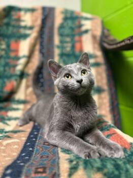 Domestic Short Hair Cats Available for Adoption - Golumbki | PetCurious