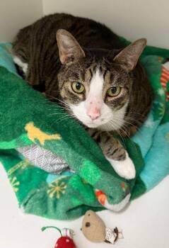 Rescue Tabby and Domestic Short Hair Cats for Adoption in Penns Grove, New Jersey - Cupid | PetCurious