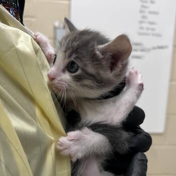 Carlito -  Domestic Short Hair Cat for Adoption in Winston-salem, North Carolina - Carlito | PetCurious