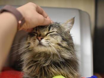 Tiramisu -  Domestic Medium Hair Cat for Adoption in Portland, Oregon - Tiramisu | PetCurious