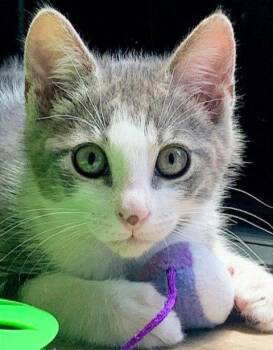chicken -  Domestic Short Hair Cat for Adoption in San Jose, California - Chicken | PetCurious