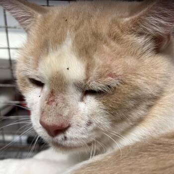 Indy -  Domestic Short Hair Cat for Adoption in Chattanooga, Tennessee - Indy | PetCurious