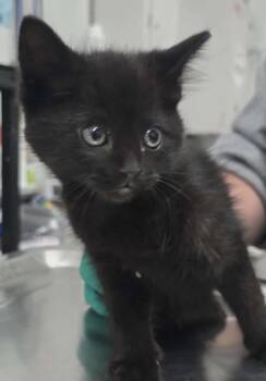 Ralph -  Domestic Medium Hair Cat Available for Adoption in Hillsdale, Indiana - Ralph | PetCurious