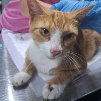 Pumpkin -  Domestic Short Hair Cat for Adoption in Summerville, South Carolina - Pumpkin | PetCurious