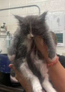 Domestic Medium Hair Cats Available for Adoption in Fruit Heights, Utah - Sokka | PetCurious