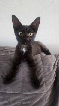 Rescue Domestic Short Hair and Bombay Cats for Adoption in Boca Raton, Florida - Spirit | PetCurious