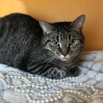 Domestic Short Hair Cats Available for Adoption in Elyria, Ohio - Bell | PetCurious