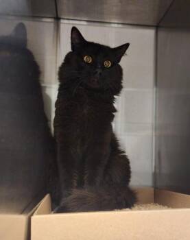Panther -  Domestic Long Hair and Domestic Short Hair Cat for Adoption in Gastonia, North Carolina - Panther | PetCurious