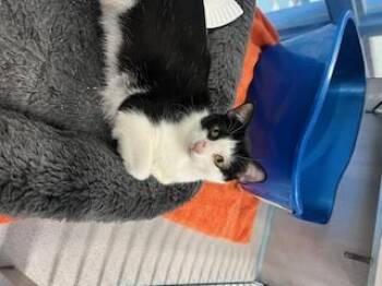 Rescue Domestic Short Hair Cats for Adoption in Berryville, Virginia - Itsy Bitsy | PetCurious