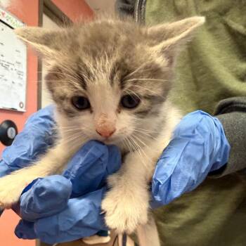 Barbara -  Domestic Short Hair Cat for Adoption in Flagstaff, Arizona - Barbara | PetCurious