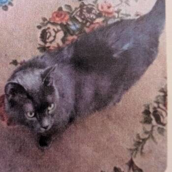 Autumn -  Domestic Short Hair Cat for Adoption in Fairport, New York - Autumn | PetCurious