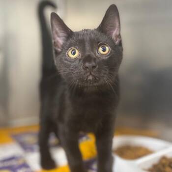 Gourd -  Domestic Short Hair Cat for Adoption in Marshalltown, Iowa - Gourd | PetCurious