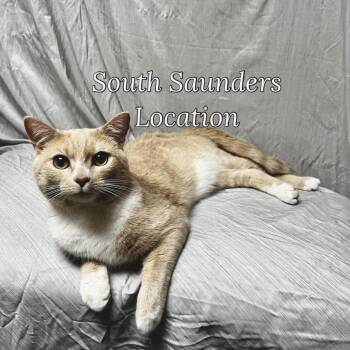 Domestic Short Hair Cats Available for Adoption in Raleigh, North Carolina - Belvedere | PetCurious