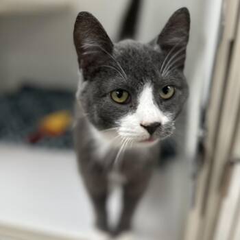 Domestic Short Hair Cats Available for Adoption - Neptune | PetCurious