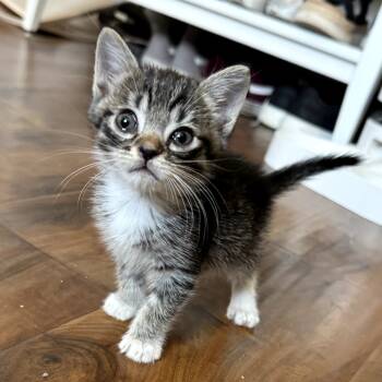 Rescue Domestic Short Hair and Domestic Medium Hair Cats for Adoption in Long Beach, California - Swiper | PetCurious