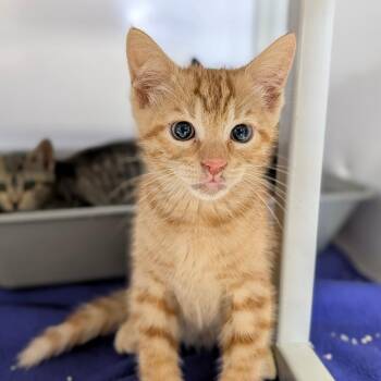 Domestic Short Hair Cats Available for Adoption - Navidad | PetCurious