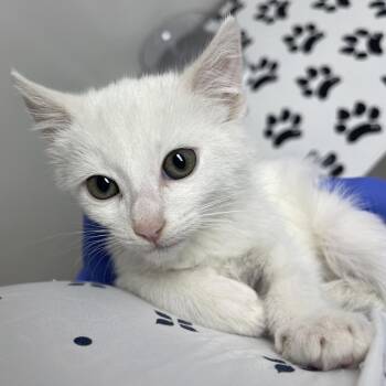 Milky -  Domestic Short Hair Cat for Adoption in Lakewood, California - Milky | PetCurious