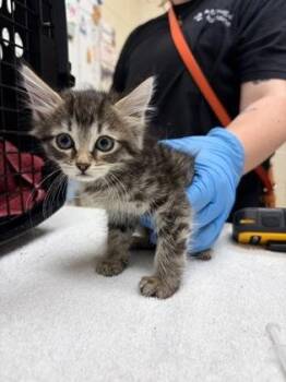 Lorenza -  Domestic Medium Hair and Domestic Short Hair Cat for Adoption in Westland, Michigan - Lorenza | PetCurious