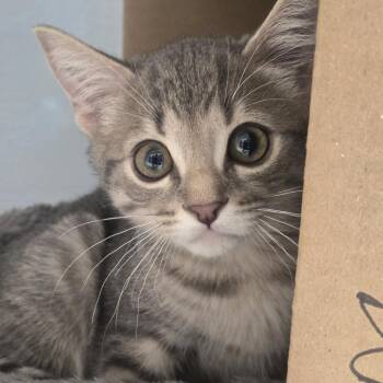George -  Domestic Short Hair Cat for Adoption in Desert Hot Springs, California - George | PetCurious