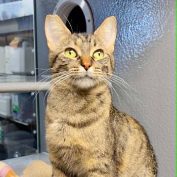 Borealis -  Domestic Short Hair Cat for Adoption in Victoria, British Columbia - Borealis | PetCurious