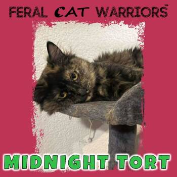 Rescue Domestic Medium Hair Cats for Adoption in Kingman, Arizona - Midnight Tort | PetCurious
