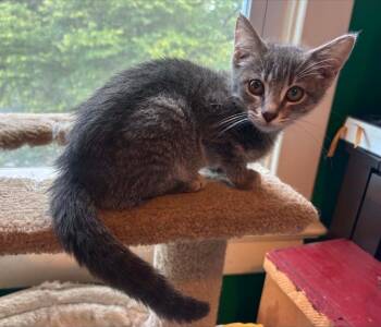 Owl -  Domestic Short Hair Cat for Adoption in Lincoln, Nebraska - Owl | PetCurious