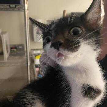 Cedar -  Domestic Medium Hair Cat for Adoption in Reno, Nevada - Cedar | PetCurious