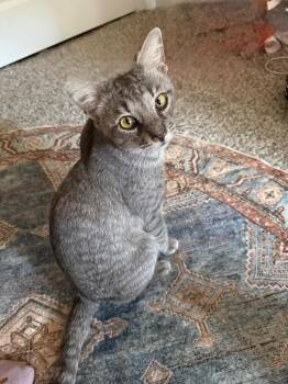 Tommy -  Tabby Cat for Adoption in San Antonio, Texas - Tommy | PetCurious