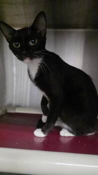 Lizbeth -  Domestic Short Hair Cat for Adoption in Clinton, Missouri - Lizbeth | PetCurious