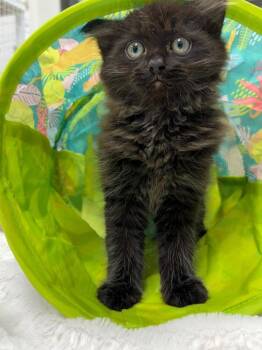 Domestic Long Hair Cats Available for Adoption - 26-08 Hodgepodge | PetCurious