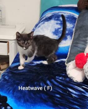 Heatwave ( Orlando Fl) -  Tuxedo Cat for Adoption in Orlando, Florida - Heatwave ( Orlando Fl) | PetCurious