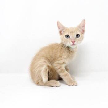 Green Day -  Domestic Short Hair Cat for Adoption in Florence, Arizona - Green Day | PetCurious
