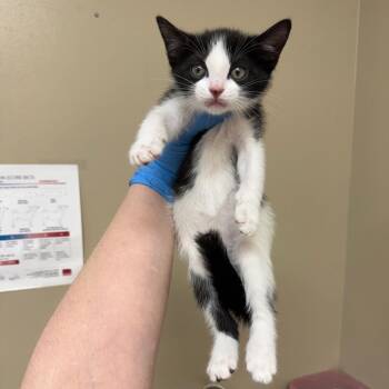 Firefly -  Domestic Short Hair Cat for Adoption in Birmingham, Alabama - Firefly | PetCurious