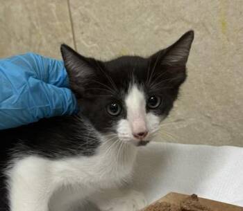 idame -  Domestic Short Hair Cat for Adoption in Honolulu, Hawaii - Idame | PetCurious