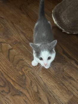 Misty -  Domestic Short Hair Cat for Adoption in Roxbury Township, New Jersey - Misty | PetCurious