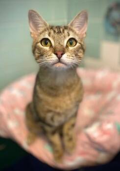 Florence -  Domestic Short Hair and Tabby Cat for Adoption in Duxbury, Massachusetts - Florence | PetCurious