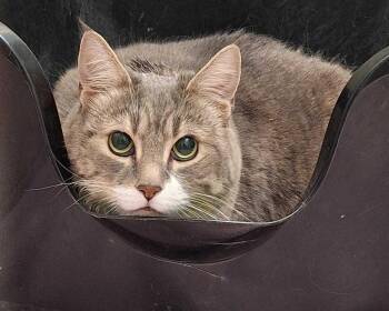 Chloe -  Domestic Short Hair Cat for Adoption in Raleigh, North Carolina - Chloe | PetCurious