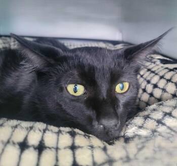Dean -  Domestic Short Hair Cat for Adoption in Oakland, California - Dean | PetCurious