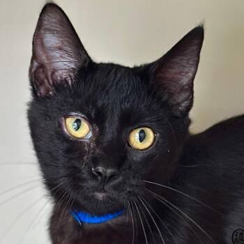 Nemo -  Domestic Short Hair Cat for Adoption in Victor, New York - Nemo | PetCurious