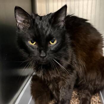 Domestic Long Hair Cats Available for Adoption in Marion, Virginia - Fabio | PetCurious