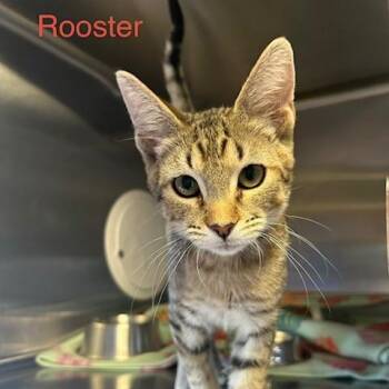 Rooster -  Domestic Short Hair Cat for Adoption in Knoxville, Tennessee - Rooster | PetCurious