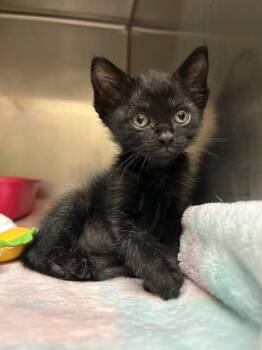 Doja Cat -  Domestic Short Hair Cat for Adoption in Oklahoma City, Oklahoma - Doja Cat | PetCurious