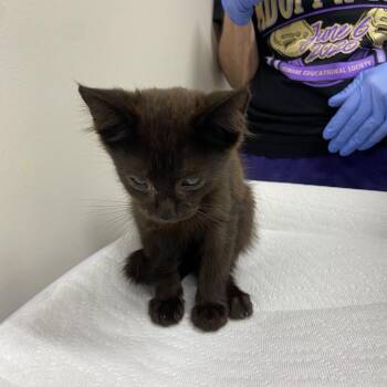 Geezer -  Domestic Short Hair Cat for Adoption in Chattanooga, Tennessee - Geezer | PetCurious