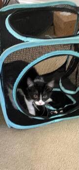 Lady Sybil Crawley -  Domestic Short Hair and Tabby Cat for Adoption in Milton, Georgia - Lady Sybil Crawley | PetCurious