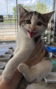 Barbell -  Domestic Short Hair Cat for Adoption in Lafayette, Indiana - Barbell | PetCurious